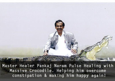 Master Healer Pankaj Naram Pulse Healing with Massive Crocodile. Helping him overcome constipation _ making him happy again!
